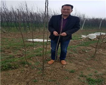 南陽客戶服務柱狀蜜梨的修剪技術指導